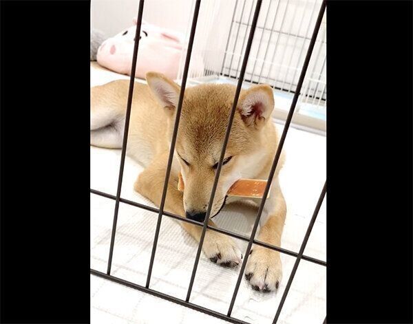 ガムをくわえたまま眠そうななつめちゃん