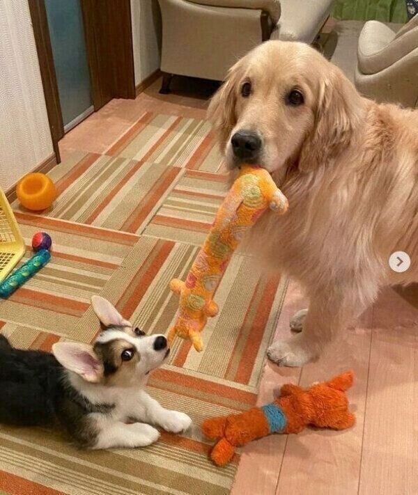 引っ張りっこ遊びをするシャロンちゃん、モグくん