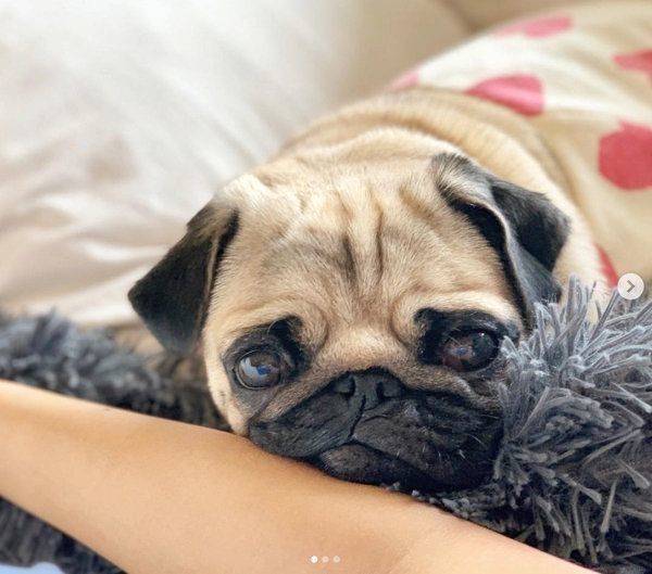 パグのぱぐぞうくん