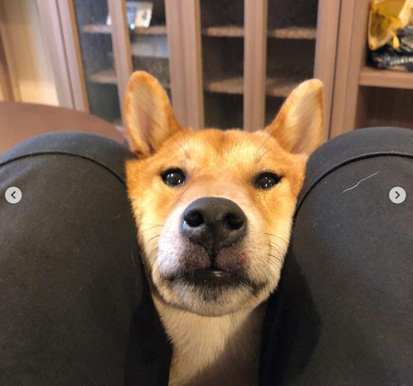 飼い主さんの足に挟まる柴犬