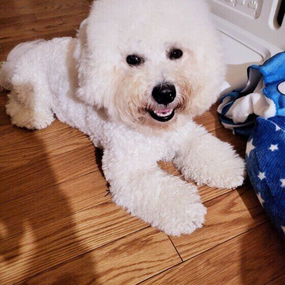 もし犬が突然倒れたら?そのとき飼い主ができることを獣医師に聞いた いぬのきもち