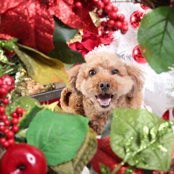 クリスマス飾りとトイ・プードル