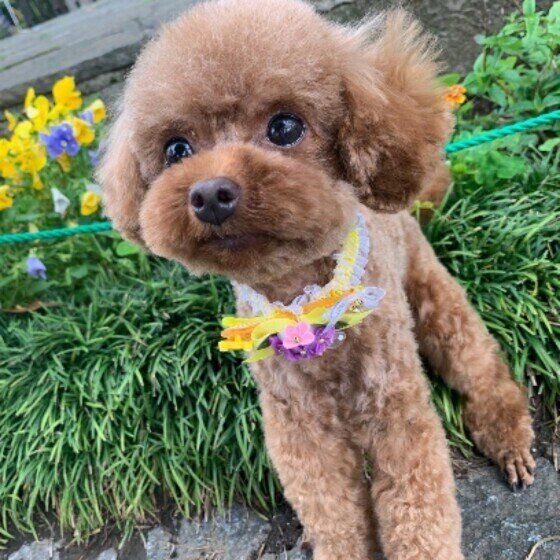 トイ・プードルのマロンちゃん