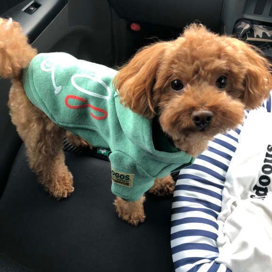 車でおりこうに待つトイ・プードル