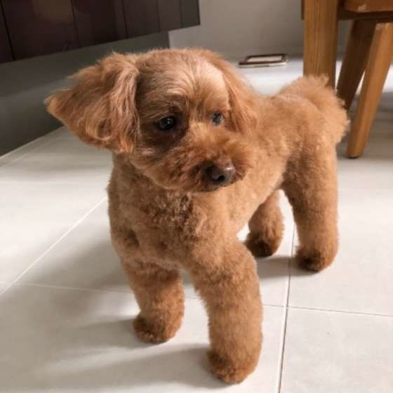 かわいくカット♡もこちゃん