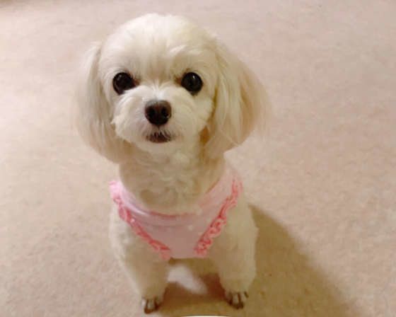 かわいいチワプー
