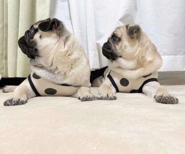 横を向くさんきちくん、はるきちくん