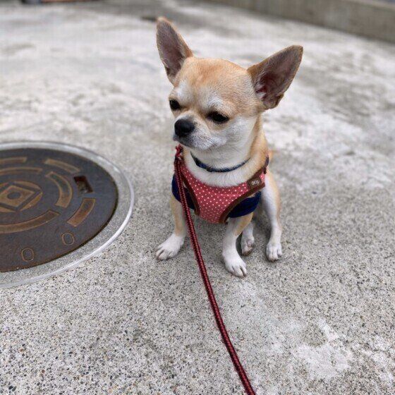 お散歩するチワワ