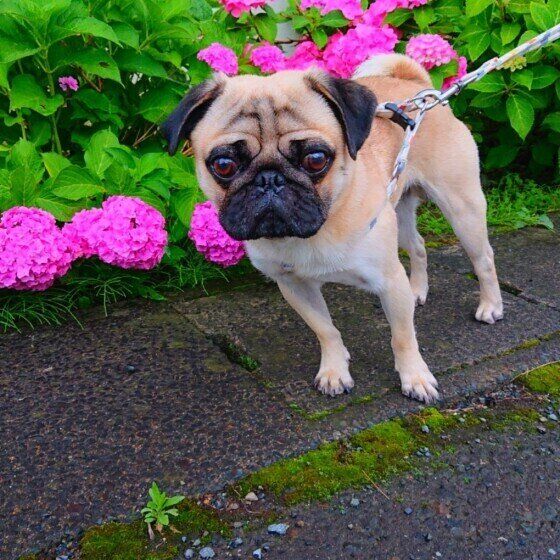 お散歩するパグ