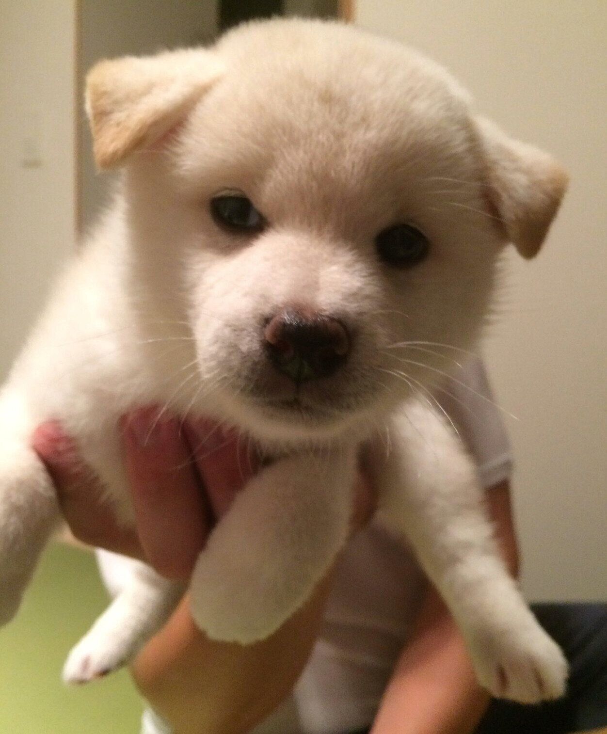 お迎え当時のしらたまちゃん