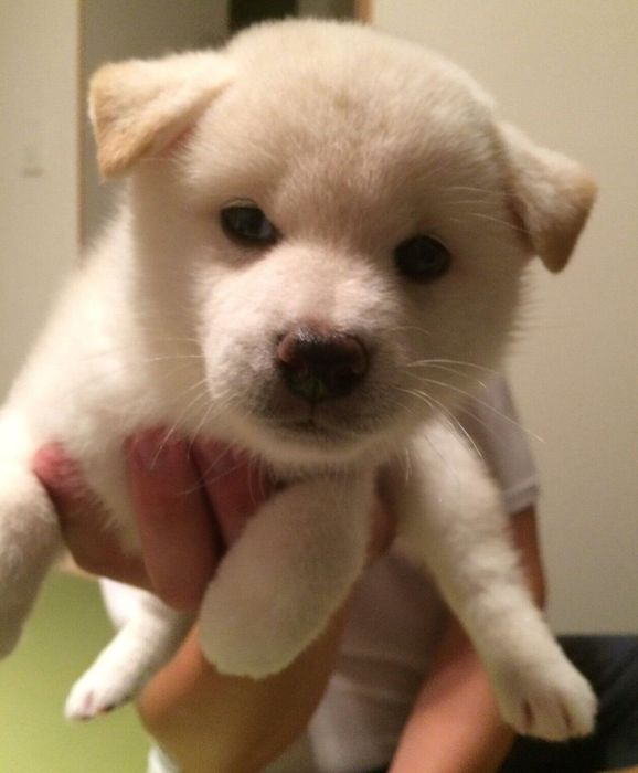 お迎え当時のしらたまちゃん