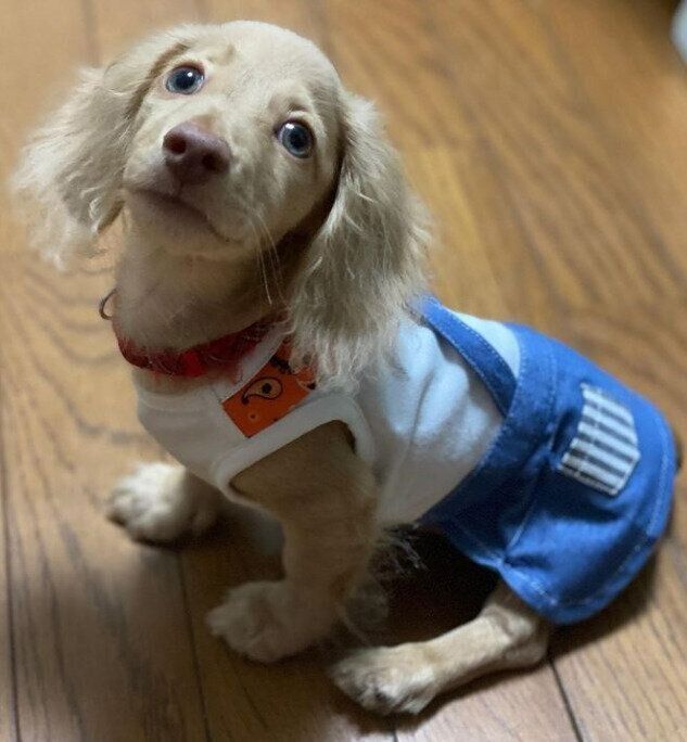 ミニチュア・ダックスフントのエレアくん