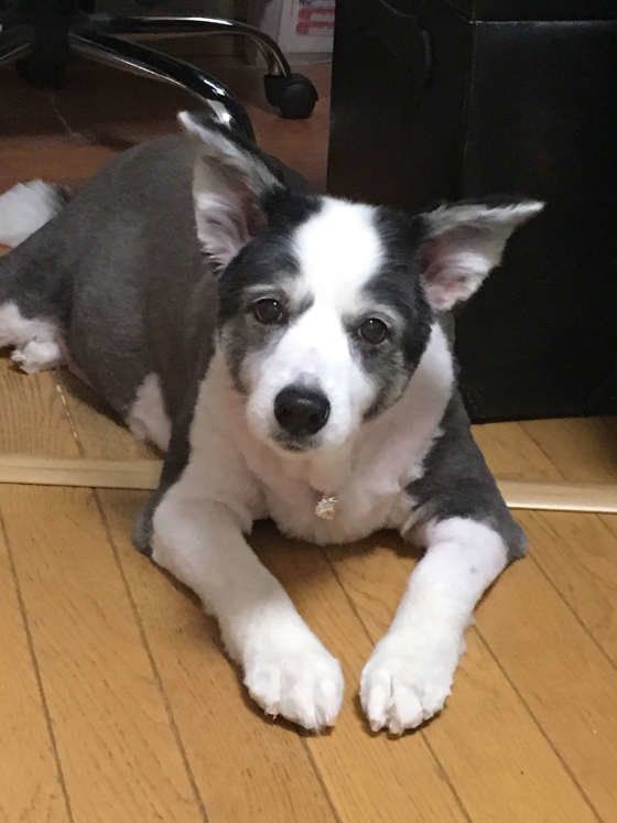 穏やかな表情をするボーダー・コリー