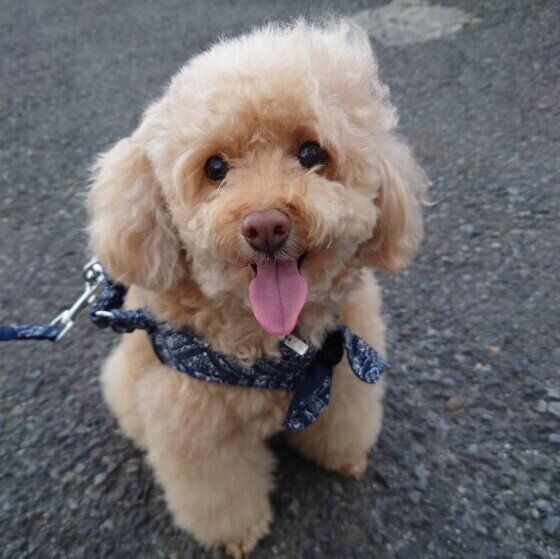 トイ・プードル