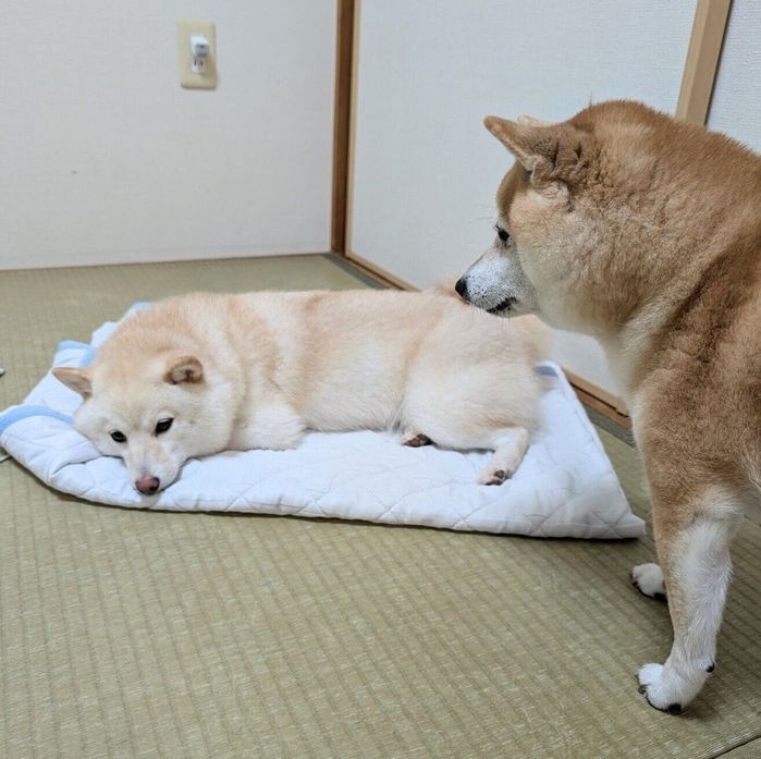 「干したてシーツの争奪戦」をする餅子ちゃん、くるみちゃん