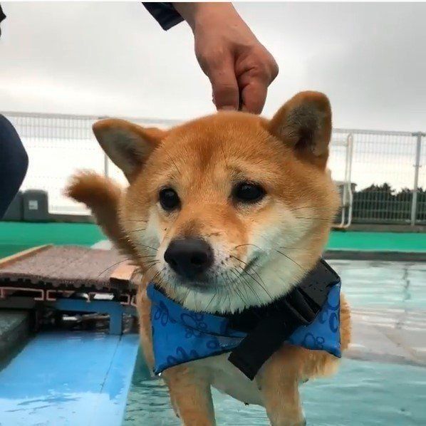 柴のまめ太郎ちゃん