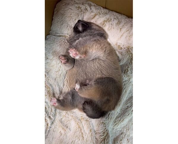 踊っているように見えるどんちゃん