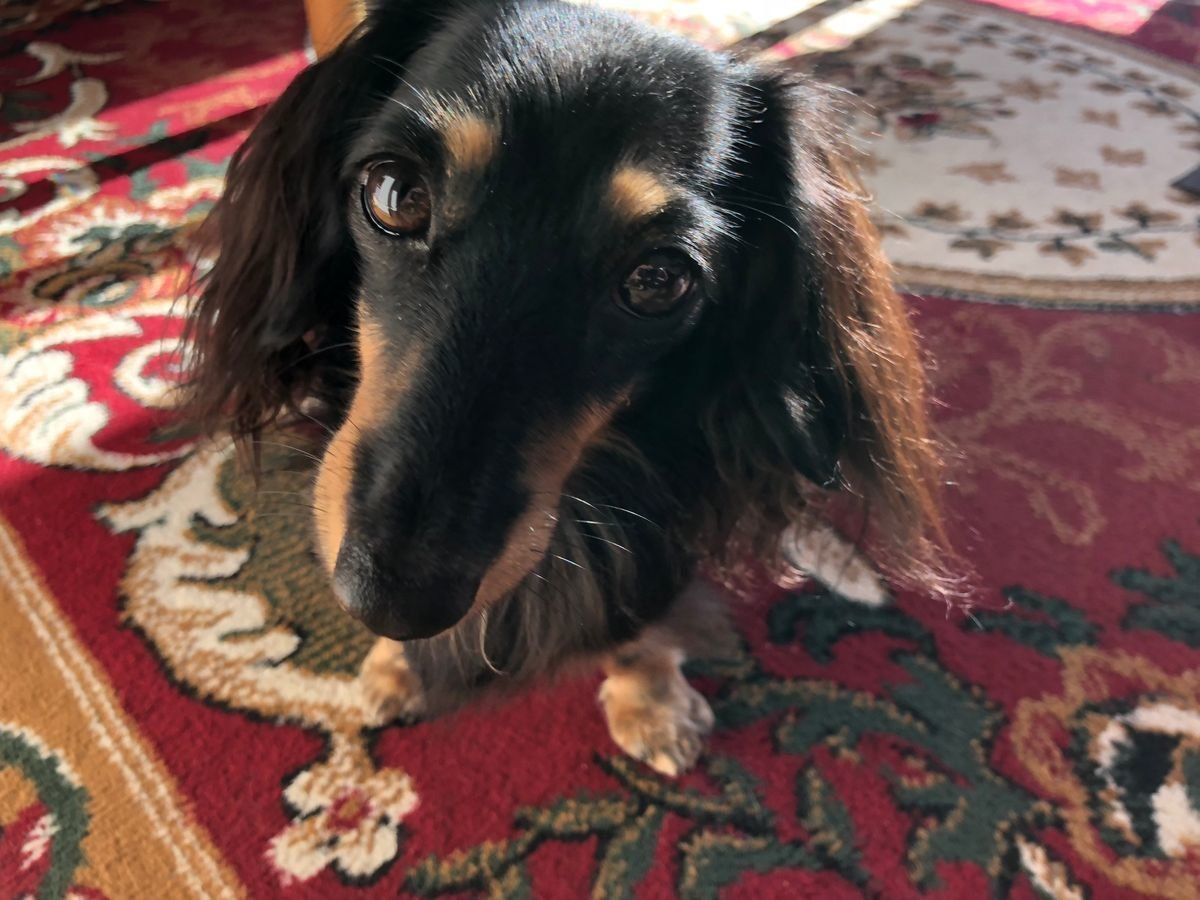 カーペットに座るダックス