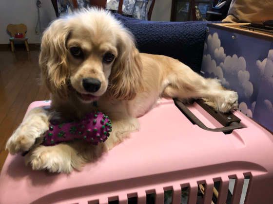 クレートが好きなアメリカン・コッカー・スパニエル