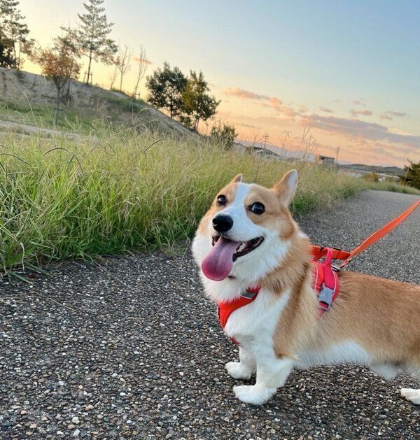 散歩をするルコスくん