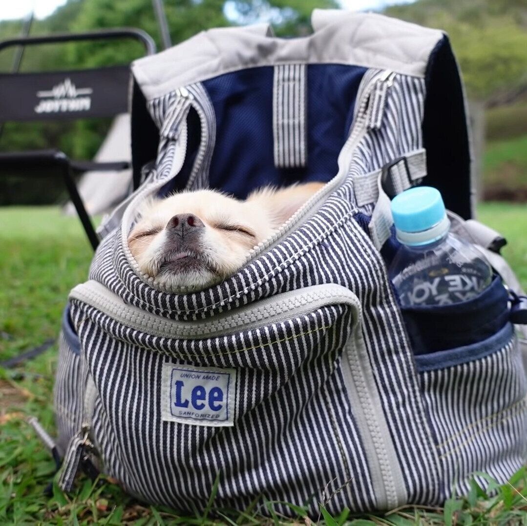 爆睡するみるくちゃん