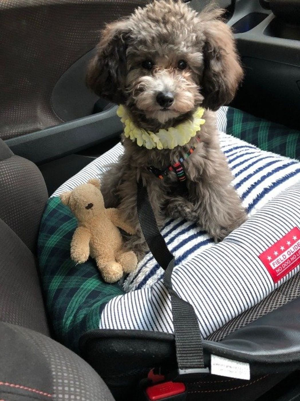 犬と一緒に車で出かけるときに役立つグッズ4選とその意外な理由 いぬのきもちweb Magazine 犬と一緒に車で出かけるときに役立つグッズ4選とその意外な理由 いぬのきもちweb Magazine