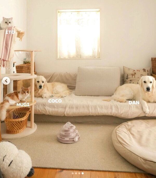 まったりする4匹