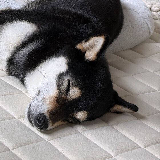 柴の小梅ちゃん