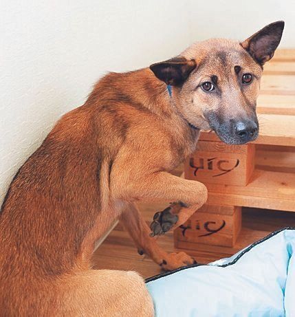 元野犬のつくしちゃん（推定１才）はまだビビリな面が