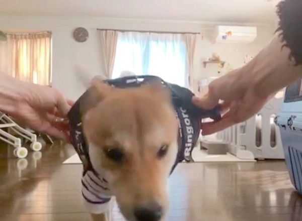 「すぽっ」の掛け声に反応する柴犬