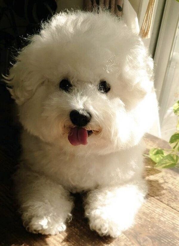 大人しく待つあめをちゃん