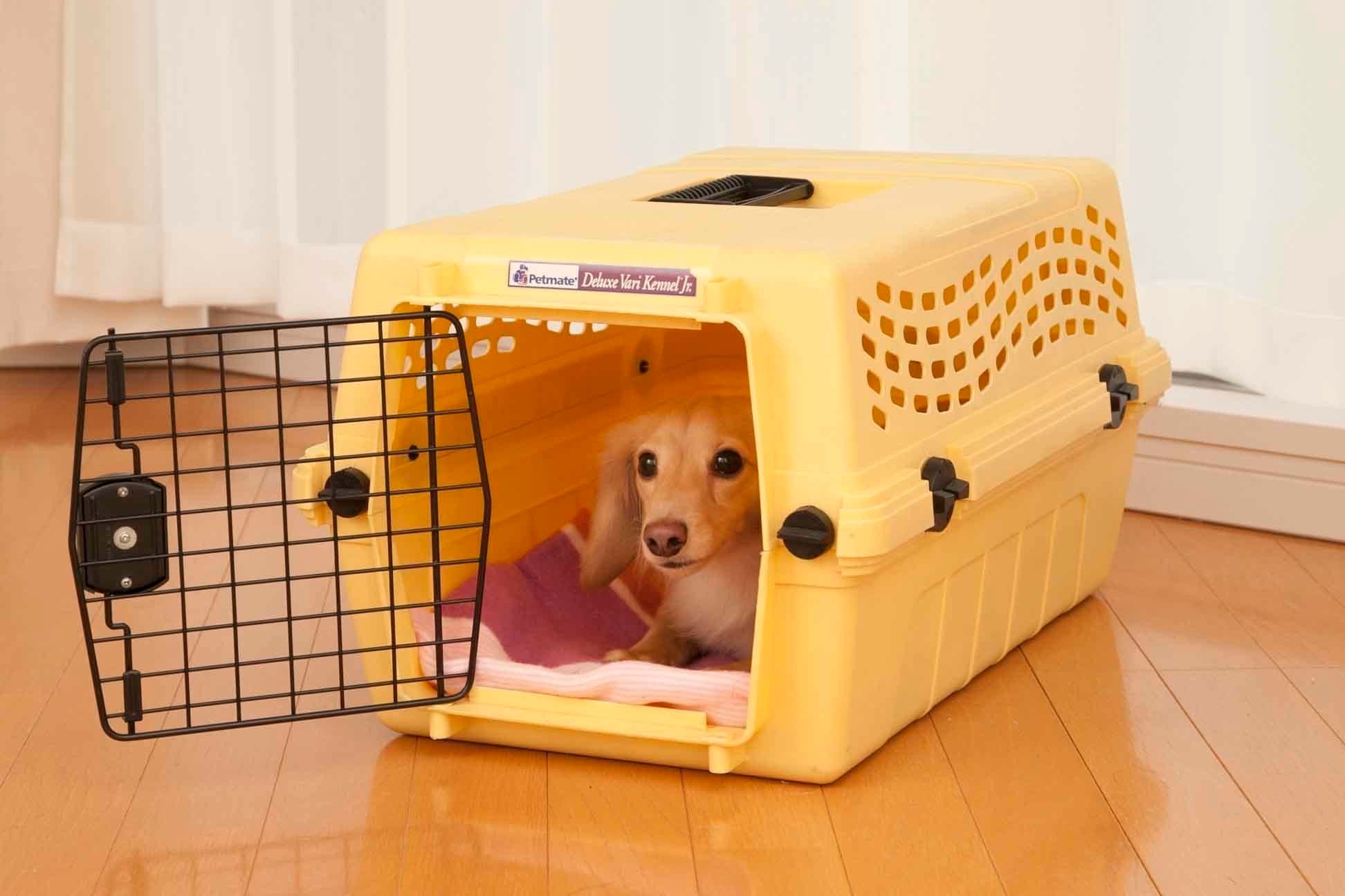 人と一緒に寝たがるワンコの気持ちって 知っておきたいデメリットも いぬのきもちweb Magazine