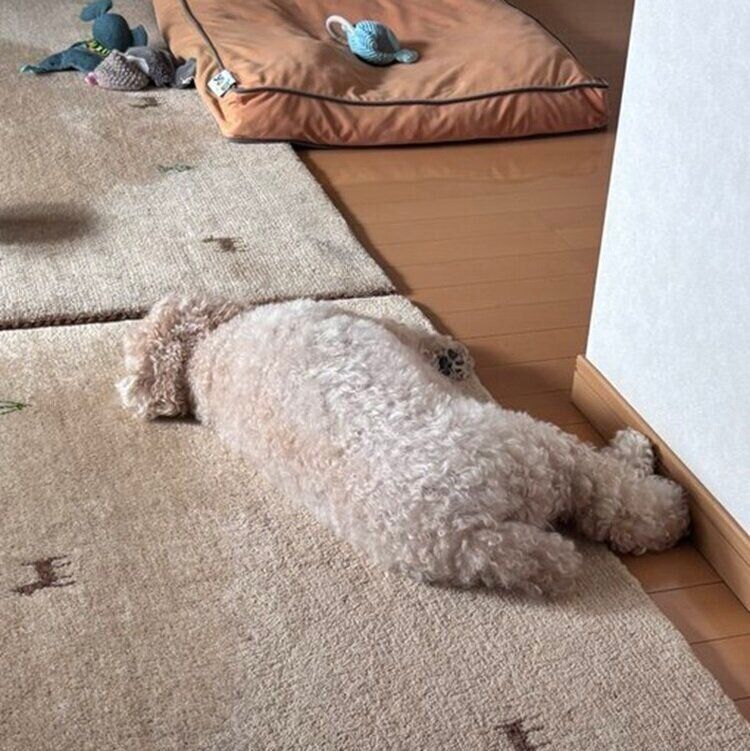 カーペットの上に寝転がるテテちゃん
