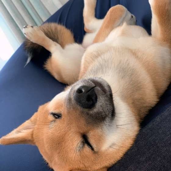 気持ちよさそうに眠るアンちゃん