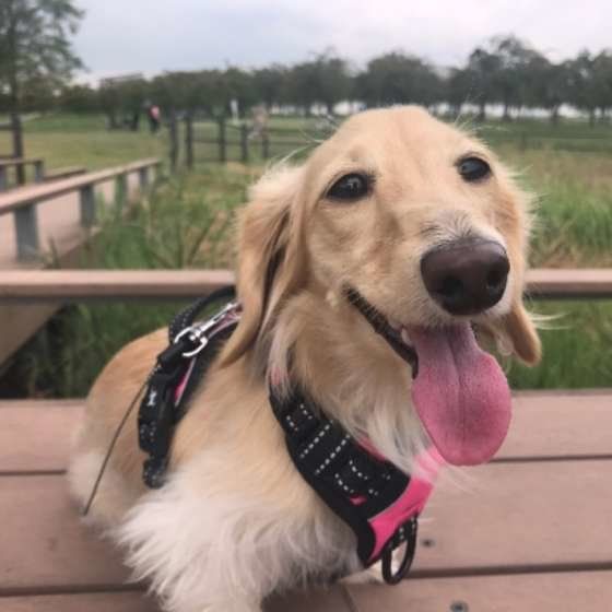 お散歩するカニーンヘン・ダックスフンド