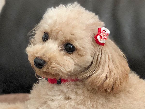 見つめるトイ・プードル