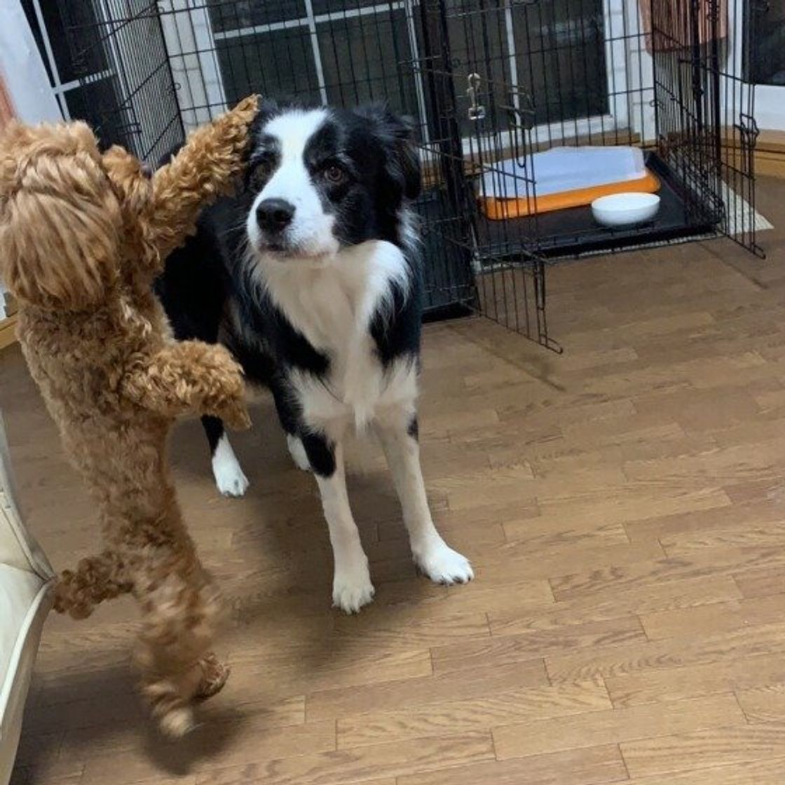 なぜ犬は撫でられると喜ぶのか 飼い主さん以外の人でも嬉しいもの いぬのきもちweb Magazine なぜ犬は撫でられると喜ぶのか 飼い主さん以外の人でも嬉しいもの いぬのきもちweb Magazine