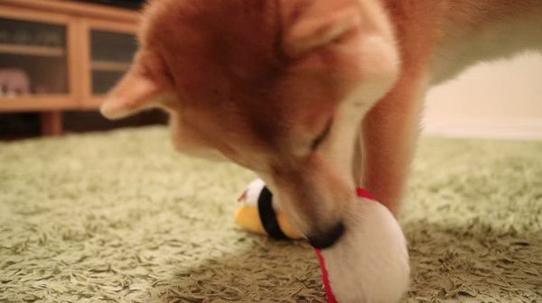 お寿司を選ぶ柴犬