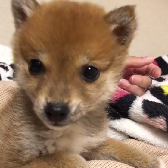 飼い主さんを見つめる柴犬