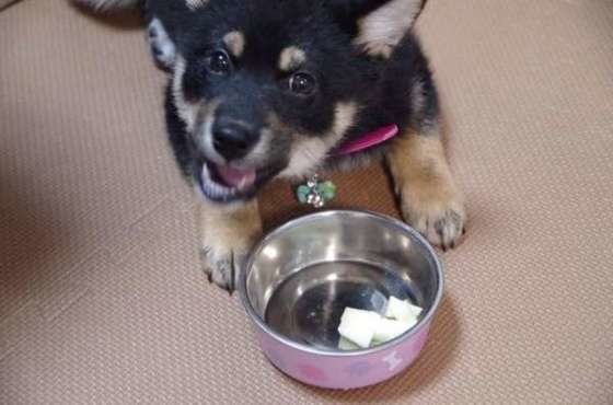 はじめてリンゴをもらったよ