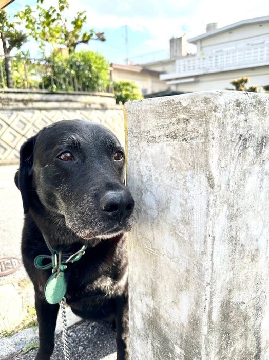 お散歩途中でお友だち犬の様子をこっそりとのぞくレオくん