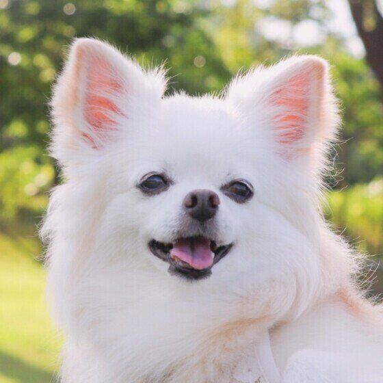 愛犬の寿命を延ばすためにできる3つのヒケツとは？ いぬのきもち