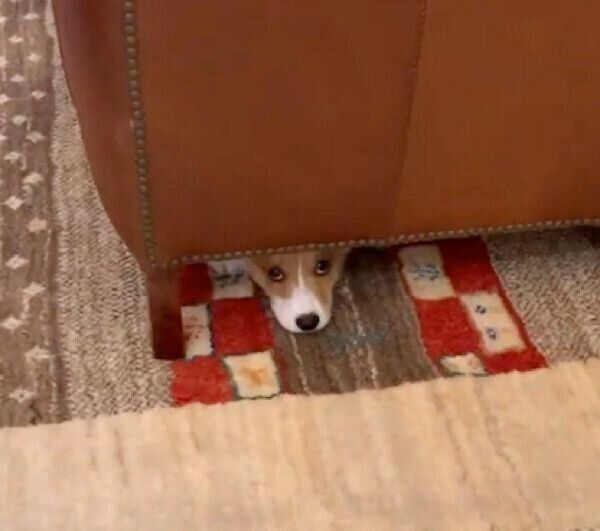 ソファの下に潜り込むぽん太くん