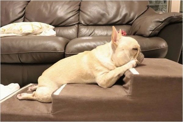 フレンチ・ブルドッグ