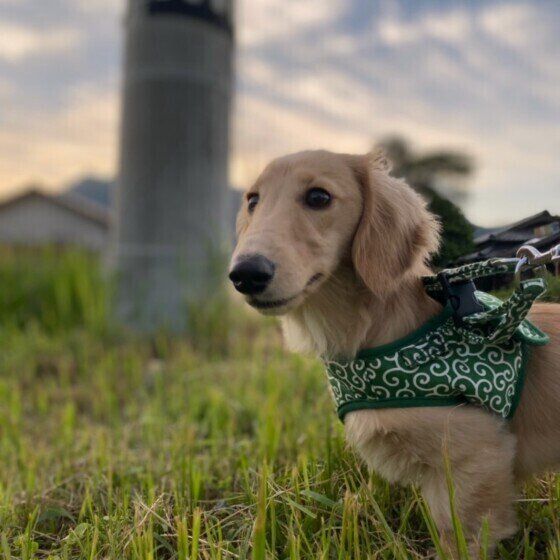 散歩するミニチュア・ダックスフンド