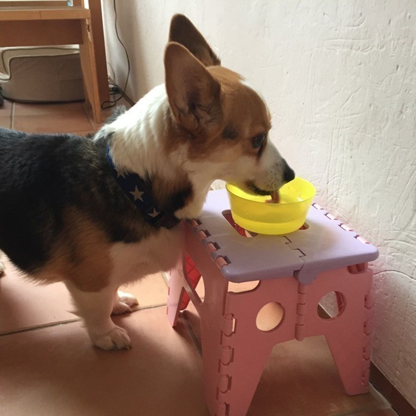 愛犬に使ってよかった シニア 成犬向け3つのグッズ いぬのきもちweb Magazine 愛犬に使ってよかった シニア 成犬向け3つのグッズ いぬのきもちweb Magazine