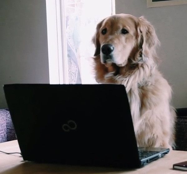 パソコンを見るゴールデン・レトリーバー