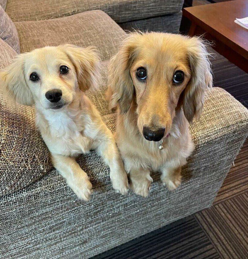 見つめるテンくん、クゥくん