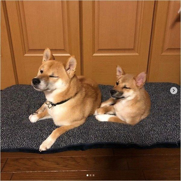 シンクロワンズ