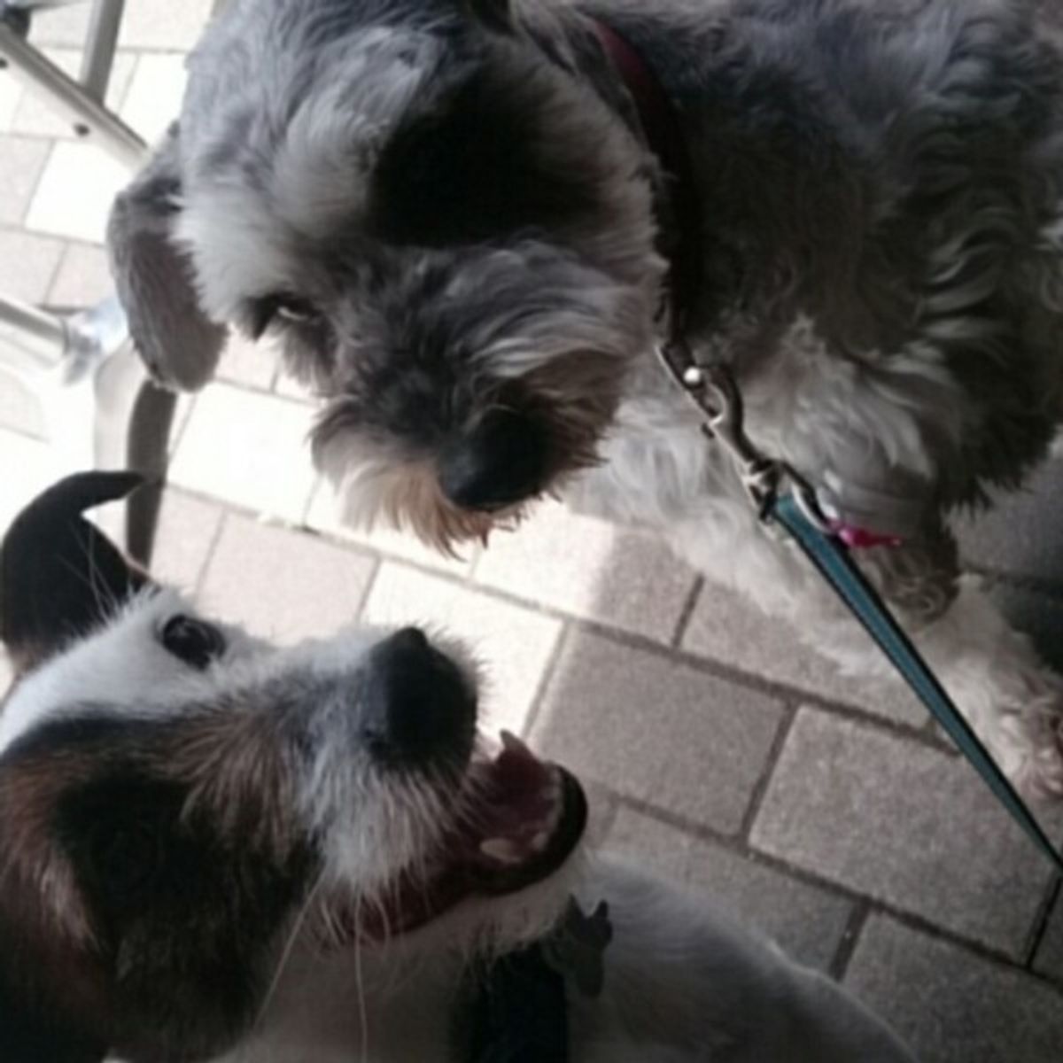 保護犬についてどこまで知ってる 愛犬が逃げた時の対処法もご紹介 いぬのきもちweb Magazine 保護犬についてどこまで知ってる 愛犬が逃げた時の対処法もご紹介 いぬのきもちweb Magazine